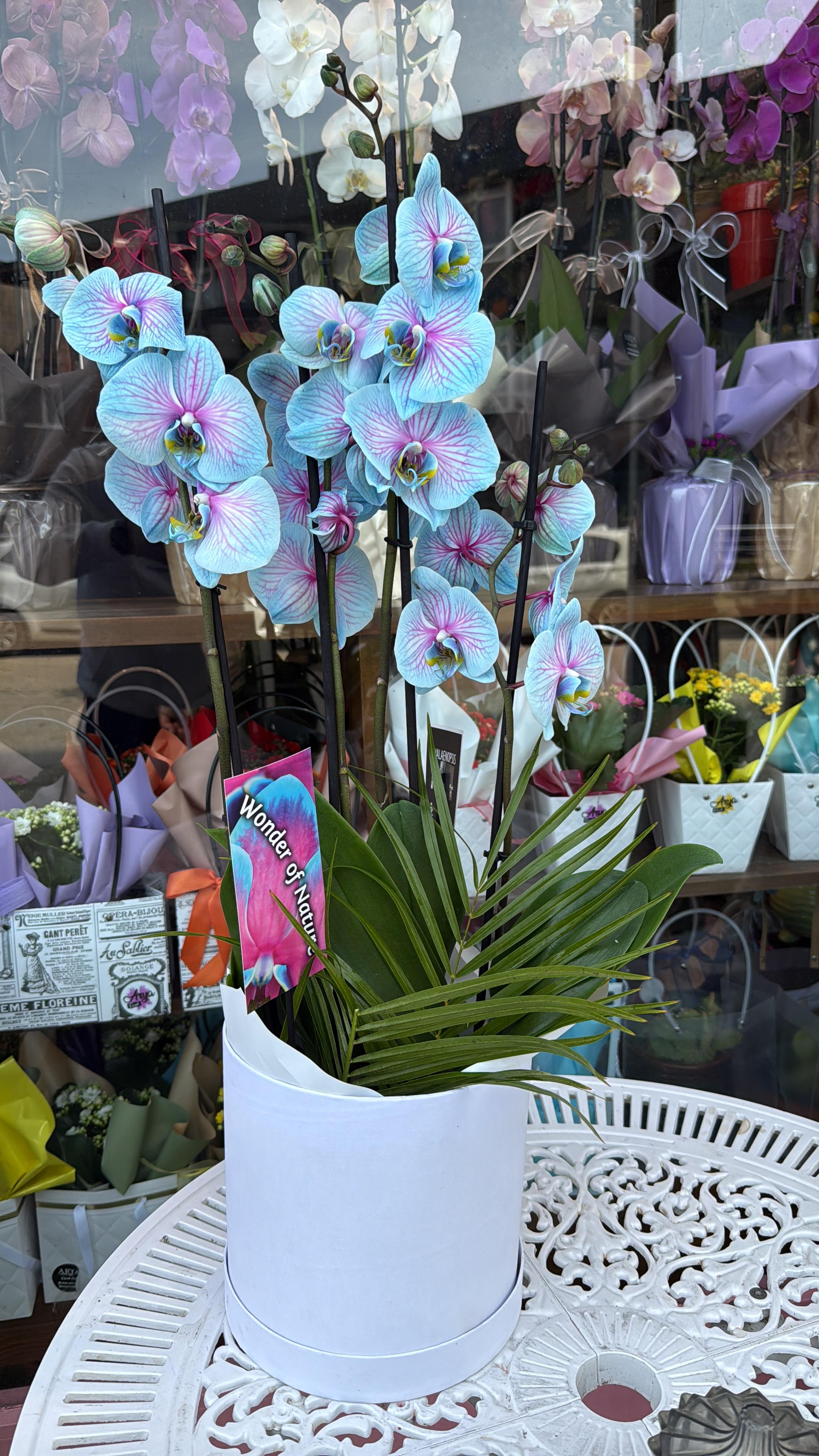 Çift Dal Wonder İthal Orkide