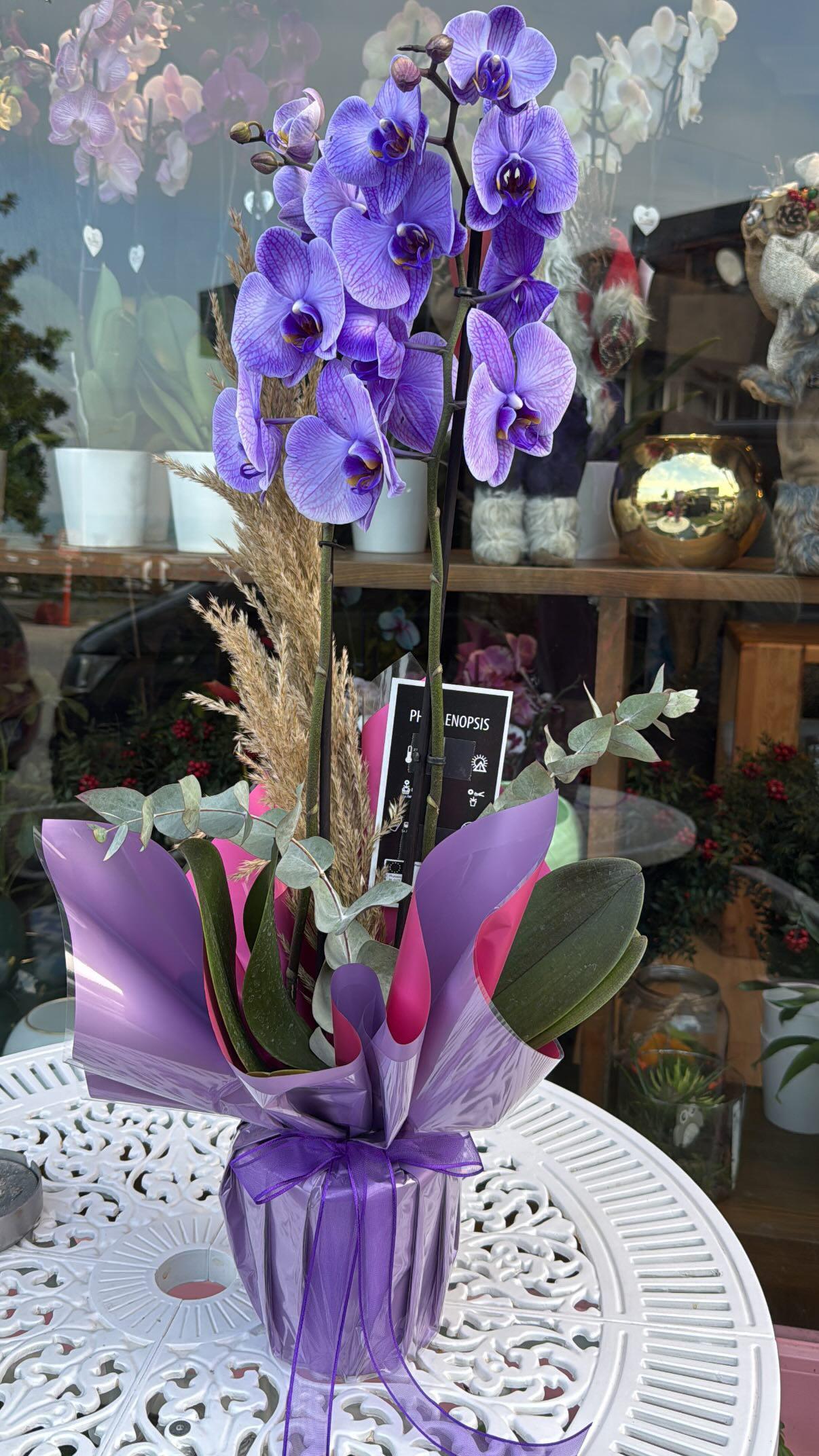 Mor Orkide İthal