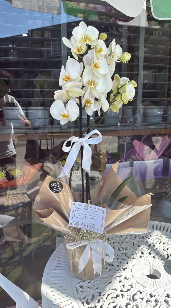 Çift Dal Beyaz İthal Orkide