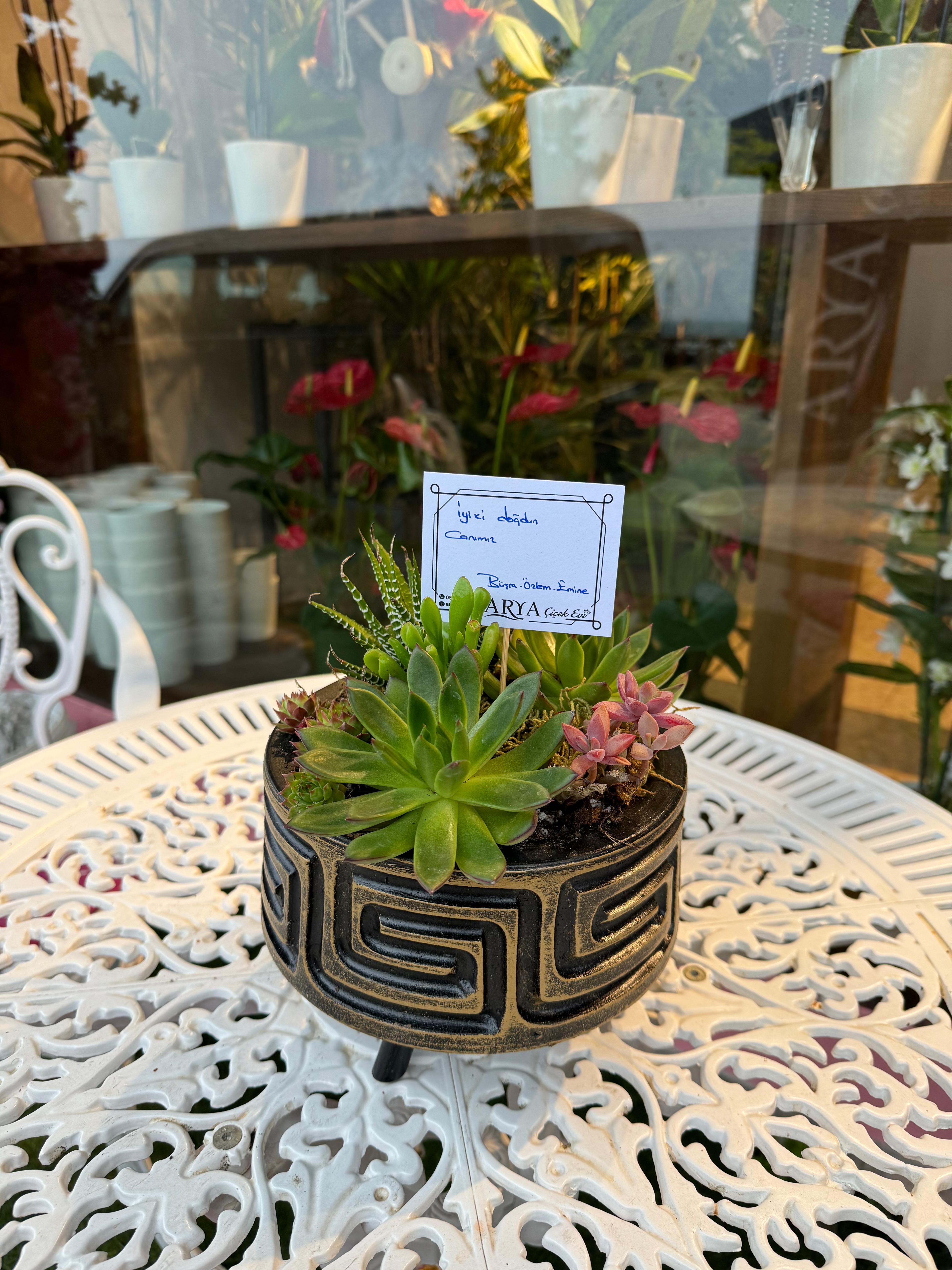 Kaktüs Sukulent Aranjman