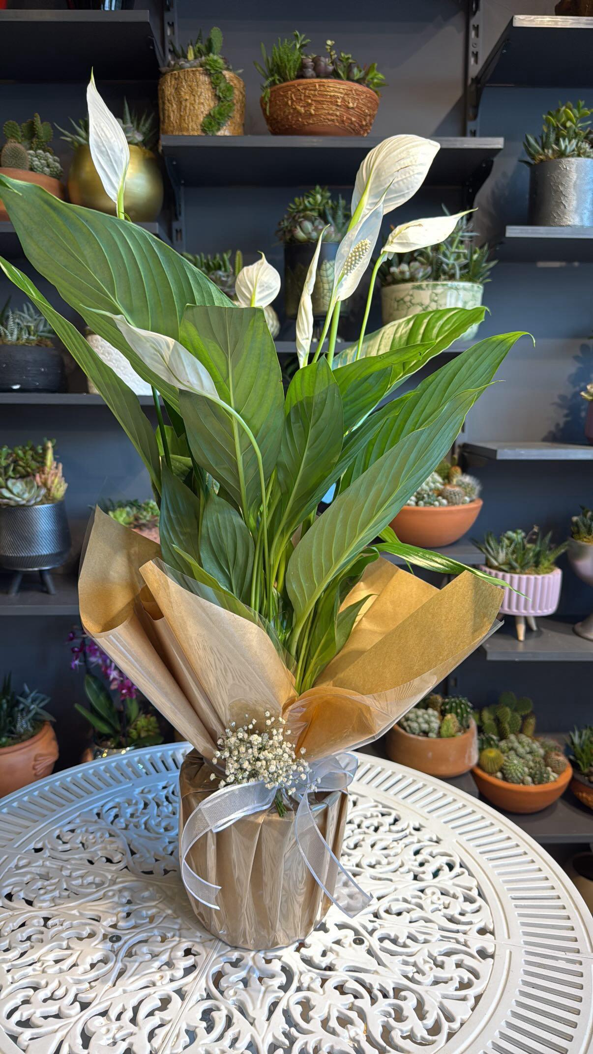 Barış Spat Saksı Çiçeği