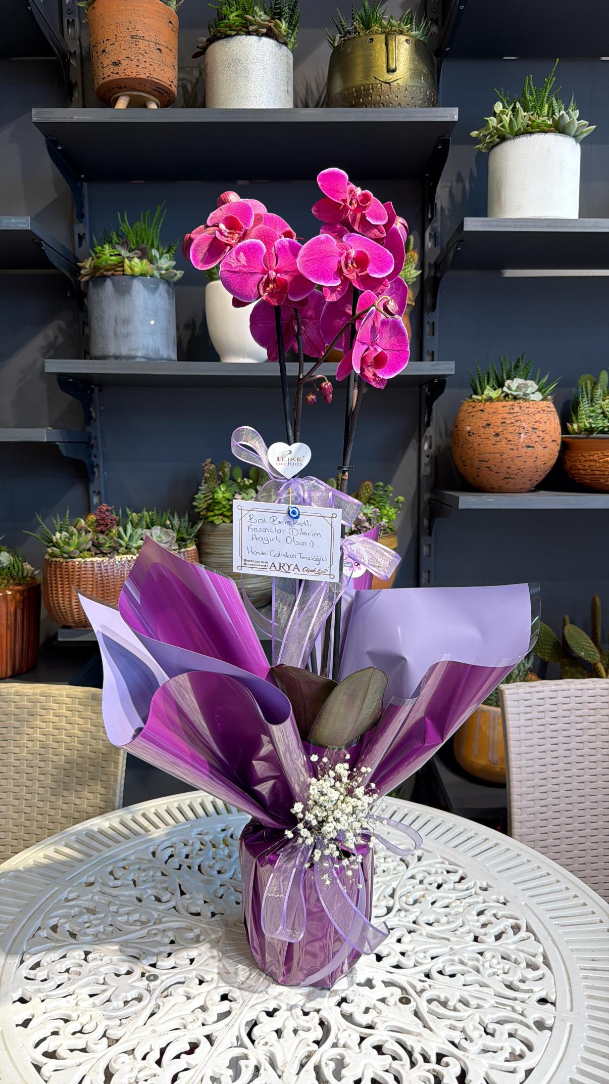 Çift Dal Mor İthal Orkide 