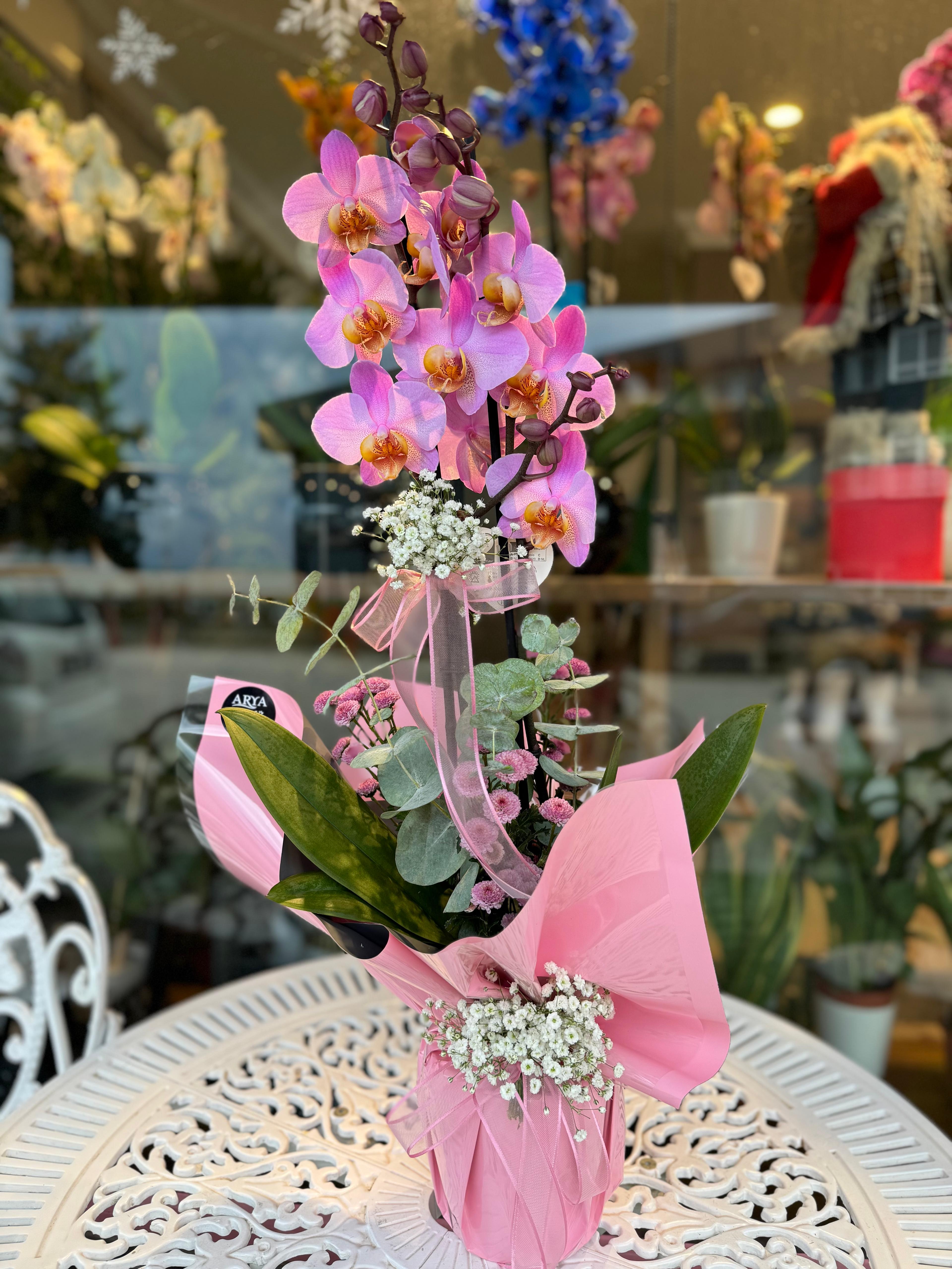 Çift Dal İthal Orkide