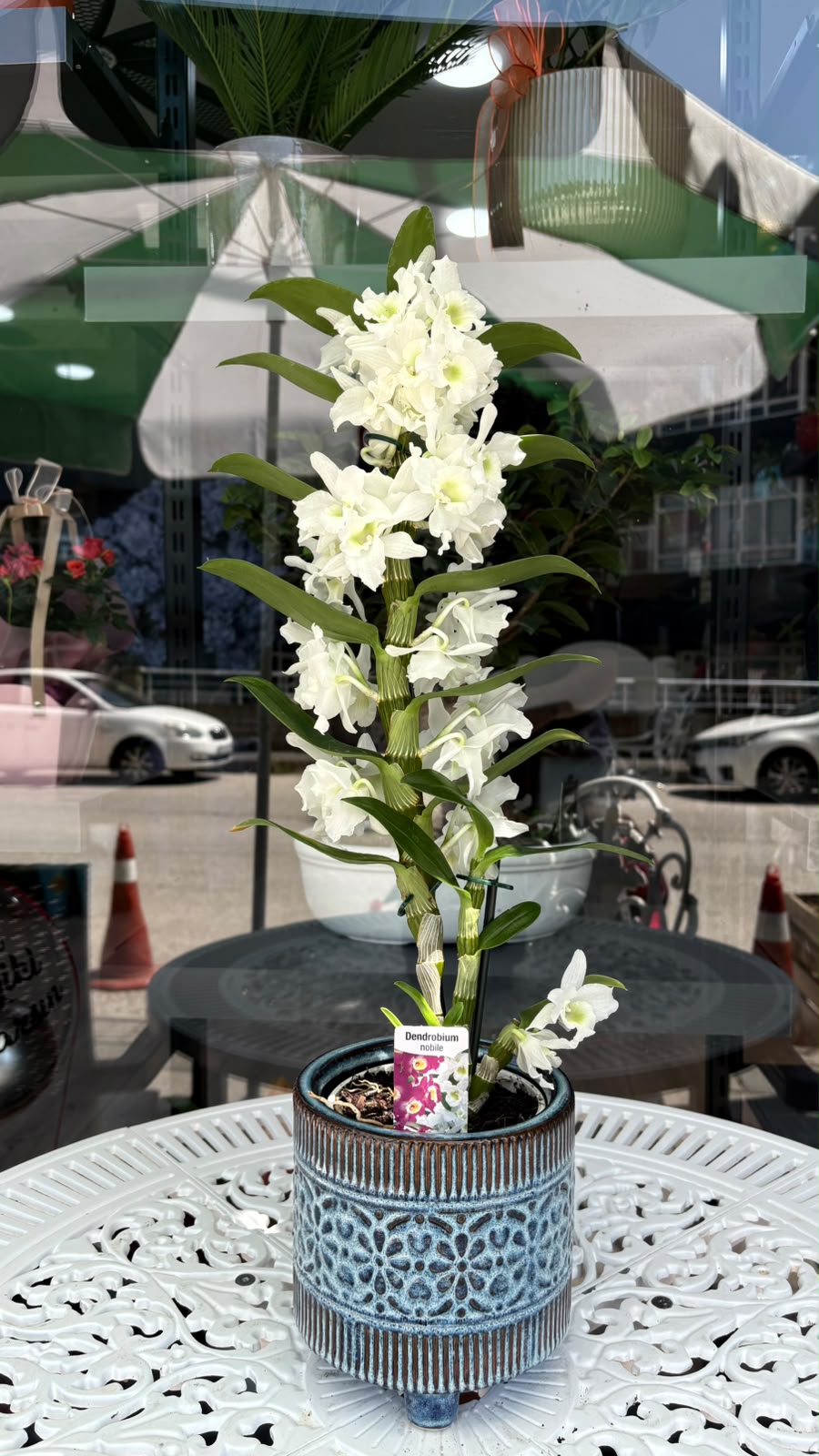 Saksıda Dendrobium Orkide
