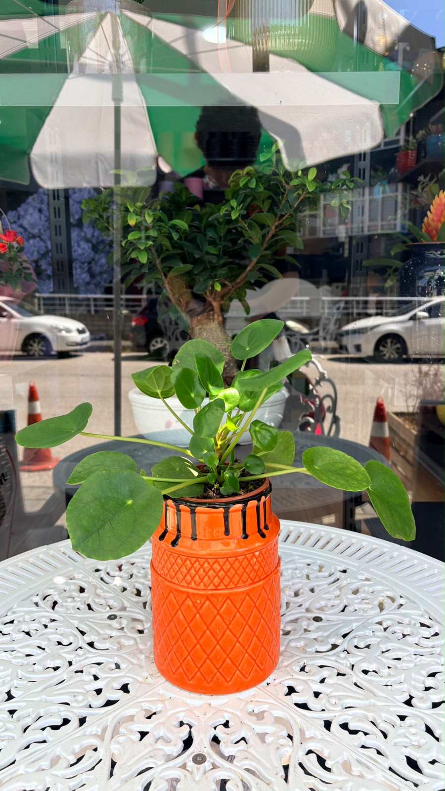 Saksıda Pilea Bitkisi