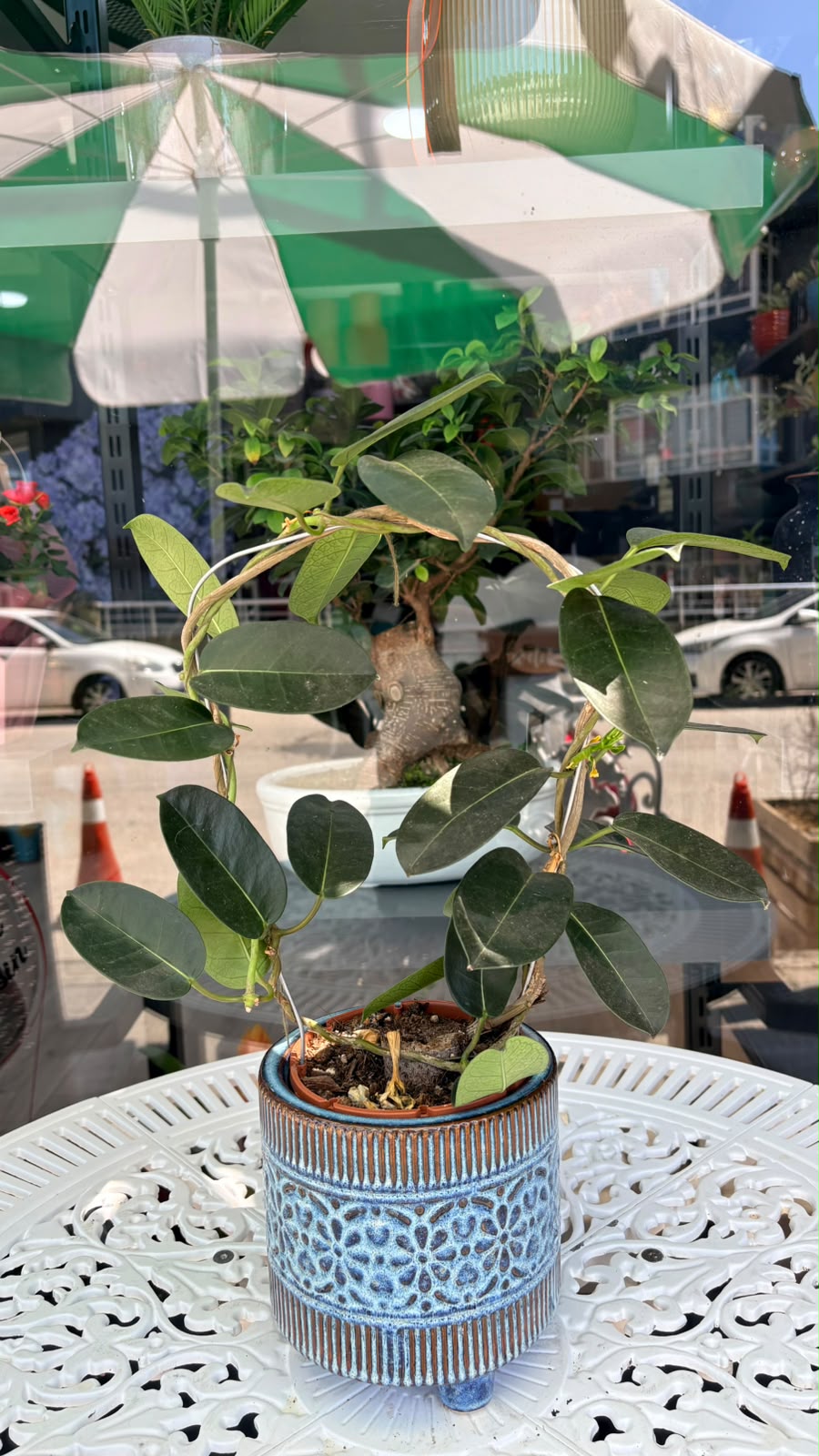 Saksıda Madagaskar Yasemini